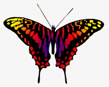 Dangerous Looking Butterfly - Butterfly Multi Colour, HD Png Download, Transparent PNG