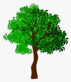 Clip Art Free Images Of Trees - Clipart Trees, HD Png Download, Transparent PNG