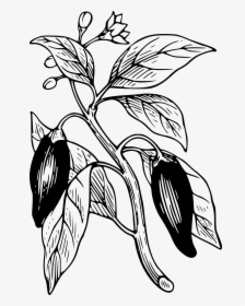 Capsicum Clip Arts - Chili Pepper Plant Drawing, HD Png Download, Transparent PNG