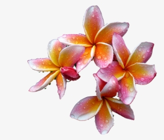 Plumeria Flowers Png Free Download - Rare Flowers, Transparent Png, Transparent PNG