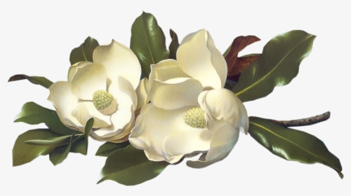 Magnolias - Pozdrowienia Obrazki Ruchome, HD Png Download, Transparent PNG