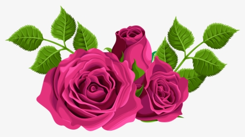 Pink Roses Png - Hybrid Tea Rose Png, Transparent Png, Transparent PNG