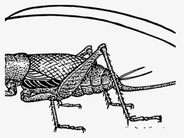 Transparent Cricket Clipart - Crickets For Good Luck, HD Png Download, Transparent PNG