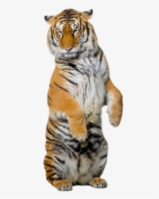 Tiger Standing Up Png, Transparent Png, Transparent PNG