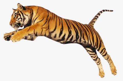 Transparent Tiger Png - Bengal Tiger Transparent, Png Download, Transparent PNG