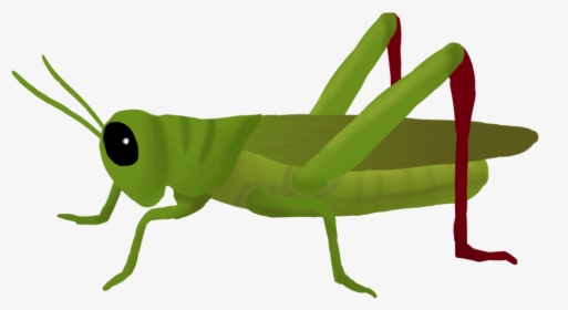 Download Grasshopper Png Clipart 182 - Grasshopper Png, Transparent Png, Transparent PNG