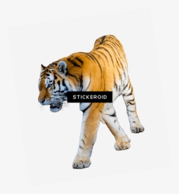 Baby Tiger Png - Tiger With White Background, Transparent Png, Transparent PNG