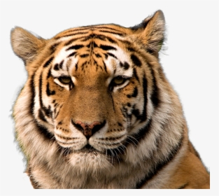 Transparent Tiger Background - Tiger American, HD Png Download, Transparent PNG