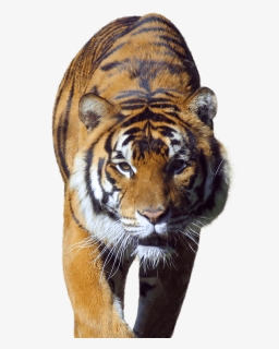 Siberian Tiger, Hd Png Download , Png Download - Tiger In Walk Png, Transparent Png, Transparent PNG