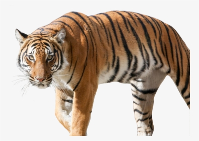 Siberian Tiger, Hd Png Download , Png Download - Siberian Tiger, Transparent Png, Transparent PNG
