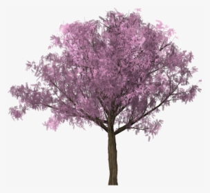 Tree, Design, Graphics, Clipping, Scrap, Photoshop - Cherry Blossom Tree Photoshop, HD Png Download, Transparent PNG