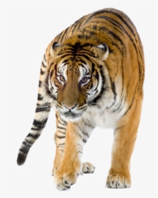 World Tiger Day Infographic, HD Png Download, Transparent PNG