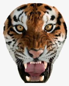 Transparent Tiger Face Clipart - Womens Tiger Underwear, HD Png Download, Transparent PNG