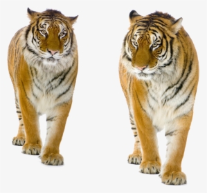 Transparent Background Tiger Png, Png Download, Transparent PNG