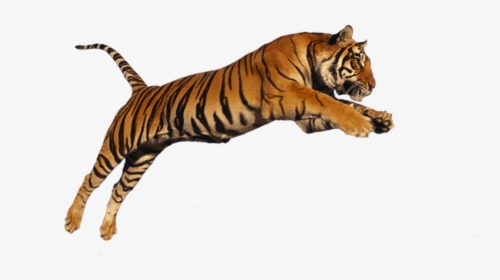 Transparent Siberian Tiger Clipart - Png Images Tiger, Png Download, Transparent PNG