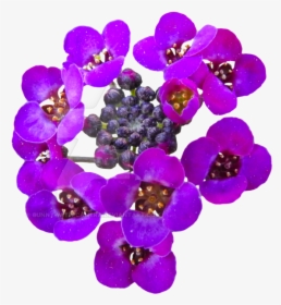 Transparent Real Flower Png - Flowers Transparent Real, Png Download, Transparent PNG