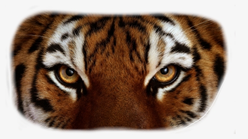 Tiger Eyes Png - Close Up Tiger Eyes, Transparent Png, Transparent PNG