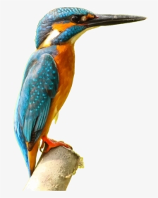 Kingfisher Png Picture - Kingfisher Png, Transparent Png, Transparent PNG