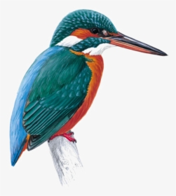 Kingfisher Png Free Download - Kingfisher Bird, Transparent Png, Transparent PNG