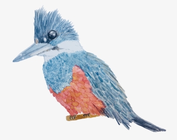 Belted Kingfisher , Png Download - Belted Kingfisher, Transparent Png, Transparent PNG