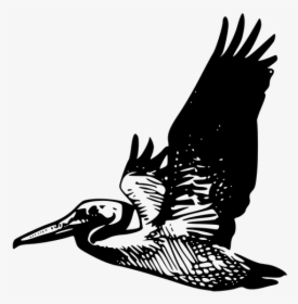 Clipart Pelican Flying, HD Png Download, Transparent PNG