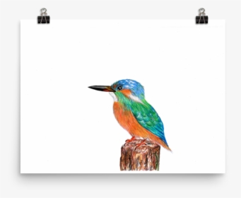 Image Of Kingfisher - Coraciiformes, HD Png Download, Transparent PNG