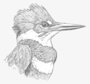Doas Kingfisher Logo - Belted Kingfisher, HD Png Download, Transparent PNG