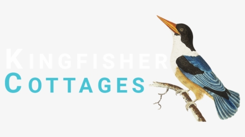 Kingfisher Cottages - Water Bird, HD Png Download, Transparent PNG