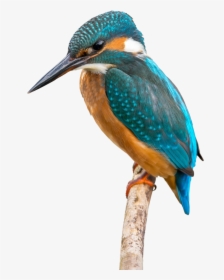 Kingfisher Png, Transparent Png, Transparent PNG