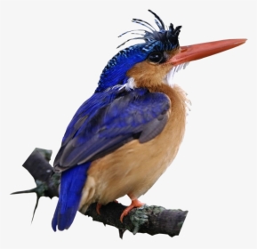 Udu1i - Malachite Kingfisher Bird Kenya, HD Png Download, Transparent PNG