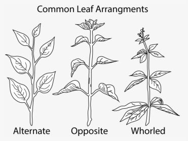 A Picture Of Different Types Of Leaf - Leaf Arrangement, HD Png Download, Transparent PNG