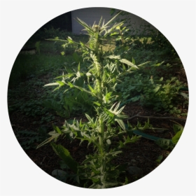 Nasty Weed - Dandelion Weed Big, HD Png Download, Transparent PNG