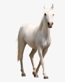White Horse Png- - Real White Horse Png, Transparent Png, Transparent PNG