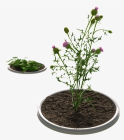 Improved Control Of Tough Weeds - Houseplant, HD Png Download, Transparent PNG
