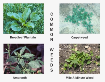 Picture - Plantain Weeds, HD Png Download, Transparent PNG