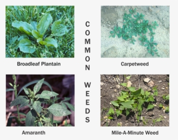 Picture - Plantain Weeds, HD Png Download, Transparent PNG