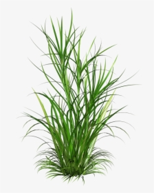Weeds - Grasses Png, Transparent Png, Transparent PNG