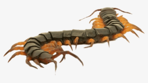 Close Up Of A Brown Centipede - Centipede Clipart, HD Png Download, Transparent PNG
