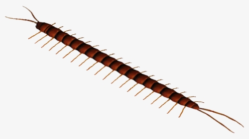 Amazonian Giant Centipede - Millipedes, HD Png Download, Transparent PNG