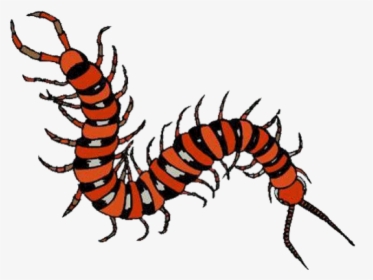 Millipede Clipart Tennessee - Rainforest Insect Clipart, HD Png Download, Transparent PNG
