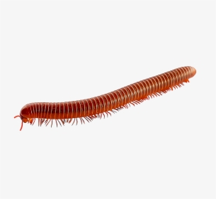 Millipede Png, Transparent Png, Transparent PNG