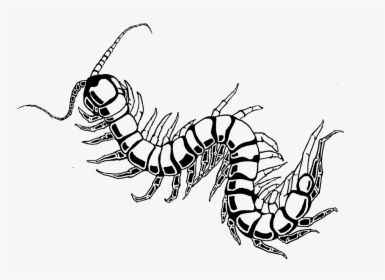 Centipede Drawing Best - Draw A Centipede, HD Png Download, Transparent PNG