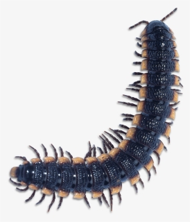 Centipede Millipede, HD Png Download, Transparent PNG