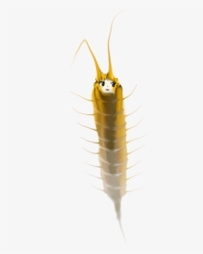 Insect Silverfish Invertebrate - Insect, HD Png Download, Transparent PNG
