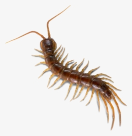 #bugs #bug #insect #cute #creepy #gross #gothic #horror - Millipedes, HD Png Download, Transparent PNG