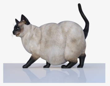Transparent Fat Cat Png - Fat Cats Png, Png Download, Transparent PNG