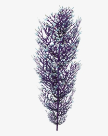 Cave Bush Flora - Lavender Bush Png, Transparent Png, Transparent PNG