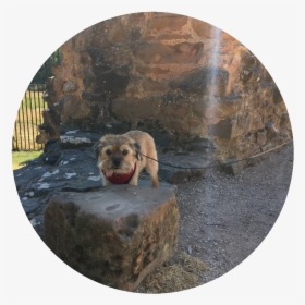 Indy Admiring The Ruins Of Kenilworth Castel In Warwickshire - Dog Catches Something, HD Png Download, Transparent PNG
