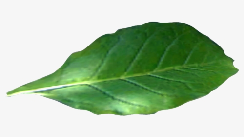 Green Tobacco Leaf Alone Photo - Tobacco Leaf No Background, HD Png Download, Transparent PNG