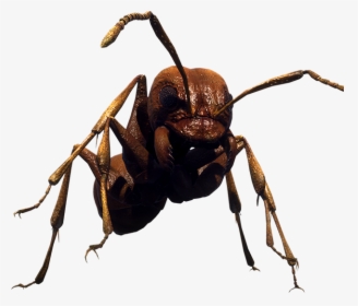 Earth Defense Force Ants, HD Png Download, Transparent PNG
